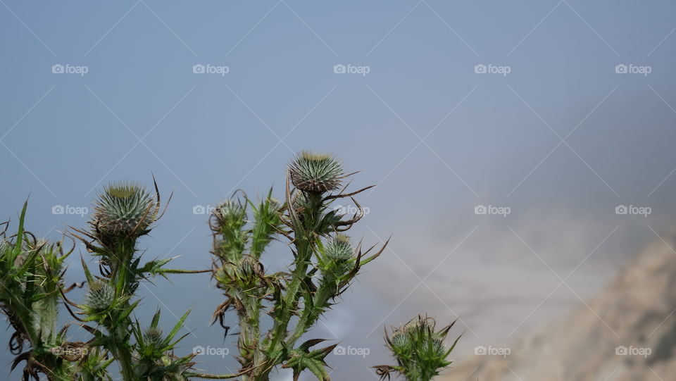 Thistle growing on a cliff