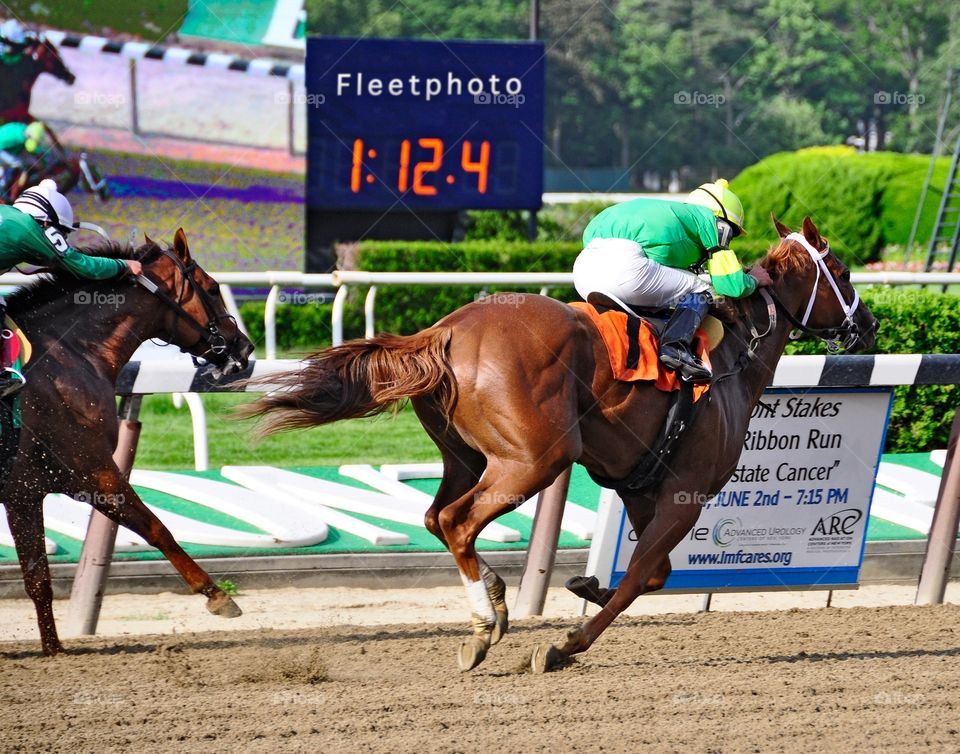 Legal Lady by Lawyer Ron. A chestnut filly by Lawyer Ron, ridden by Irad Ortiz wins at Belmont Park. 
Zazzle.com/Fleetphoto 