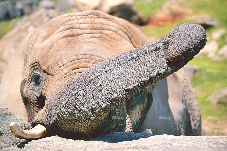 Close-up of a elephant