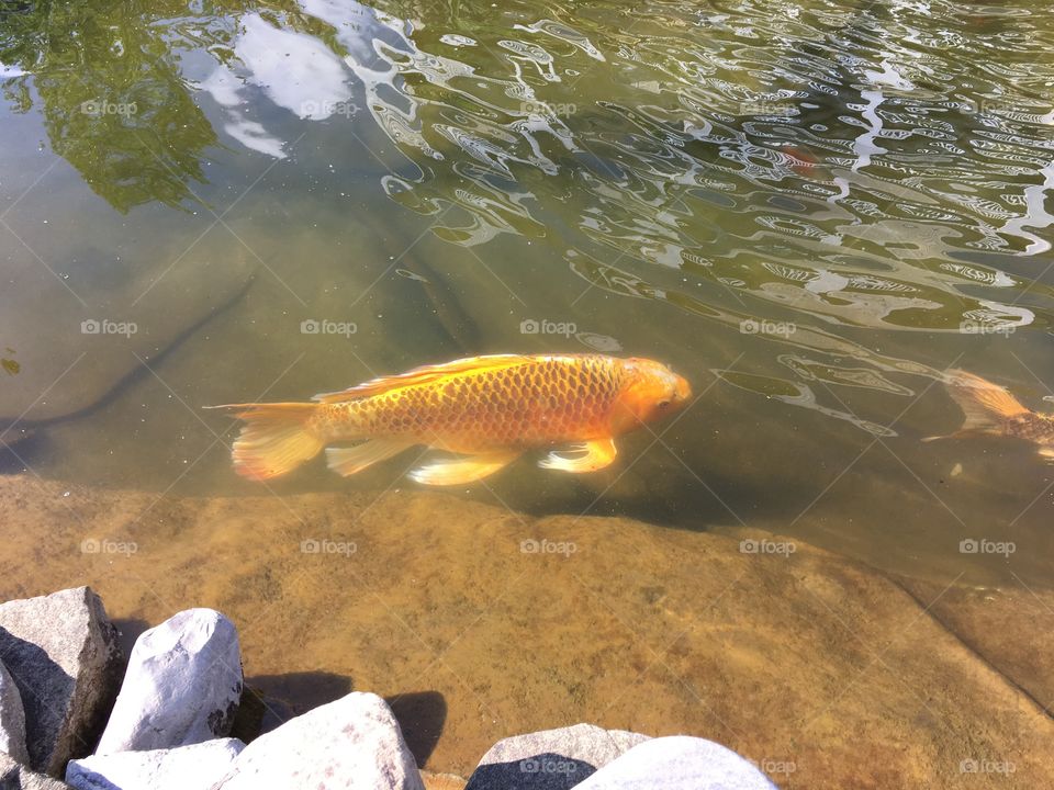 Huge gold fish in the pond at the bay point inn in Michigan 