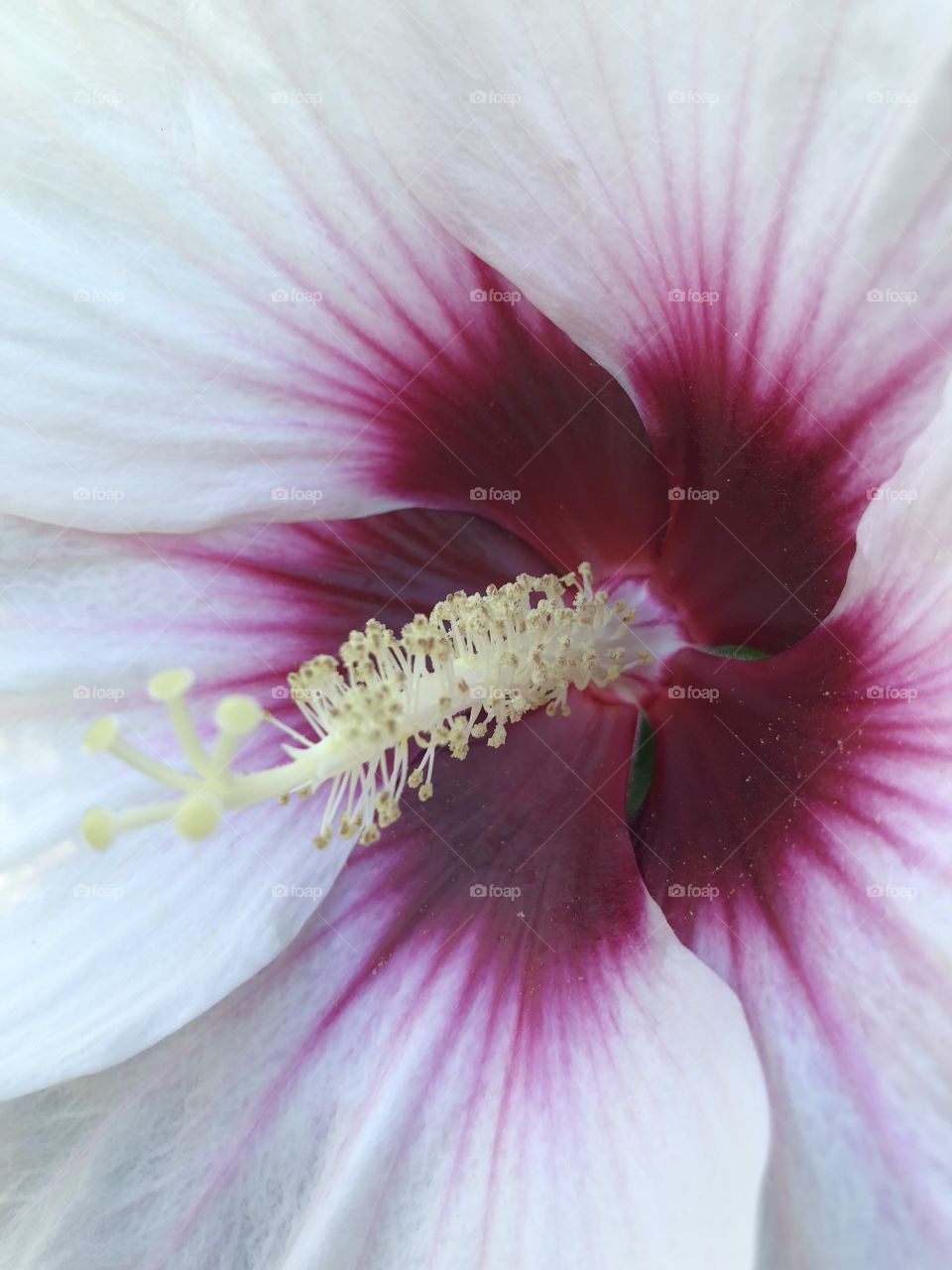 center of a hibiscus 