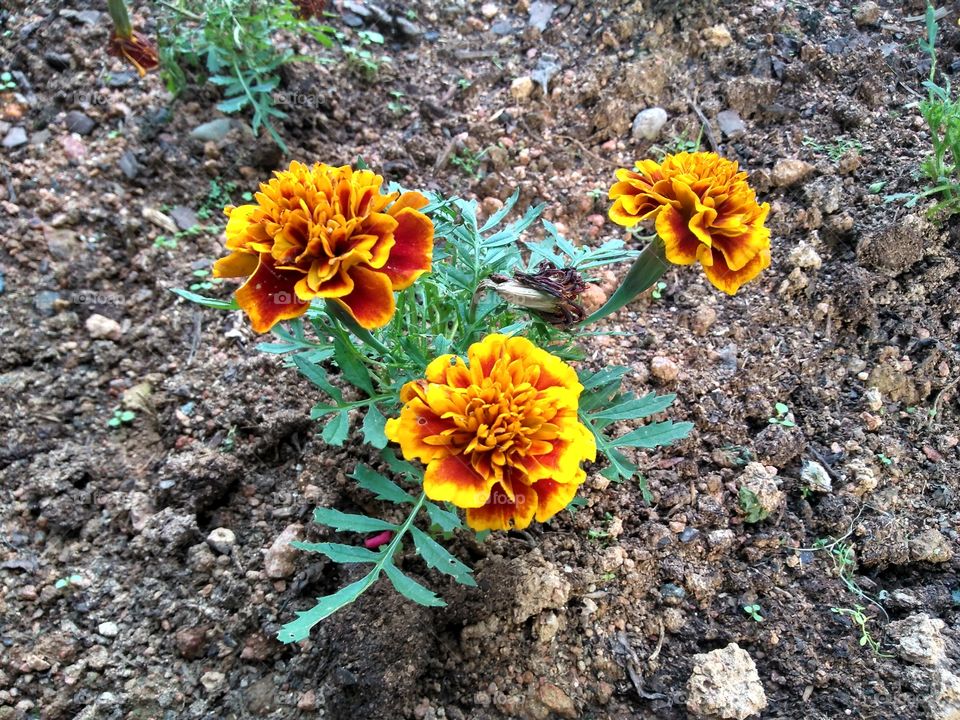 Flores em canteiro,escola em Rio dos Cedros SC Brasil.