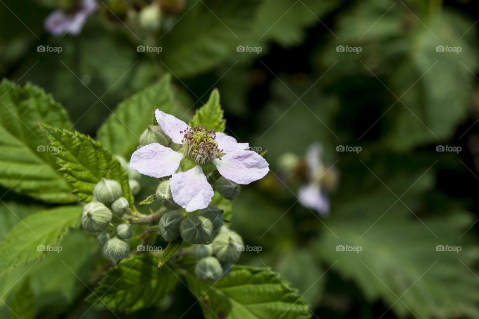 Blackberry blossom