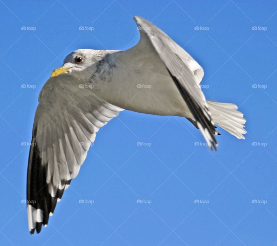 Seagull