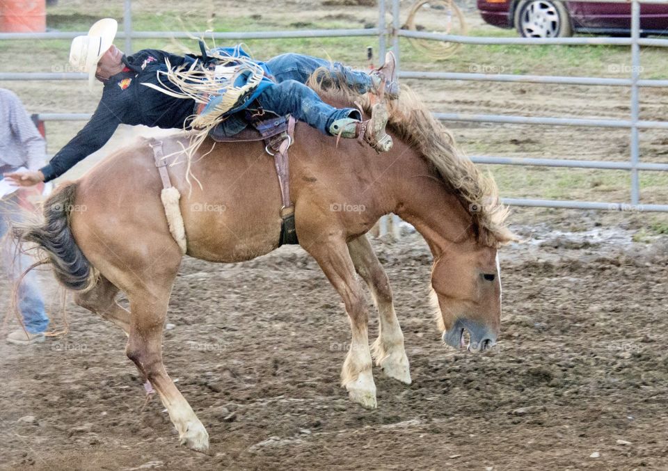 Rodeo with cowboy riding a bucking bronco