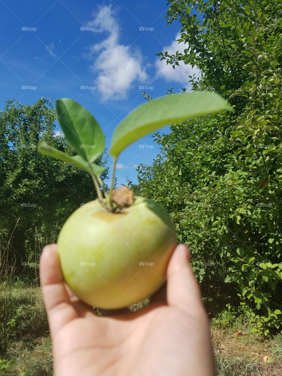 Freshly Picked Apple