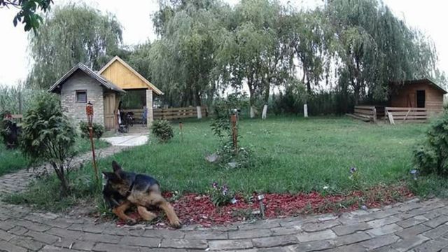 animal dog