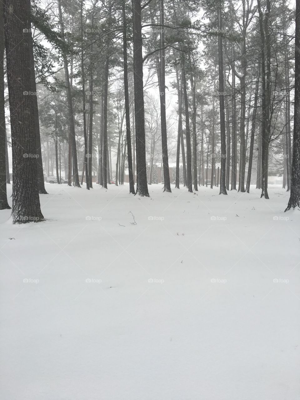 Winter in the pines