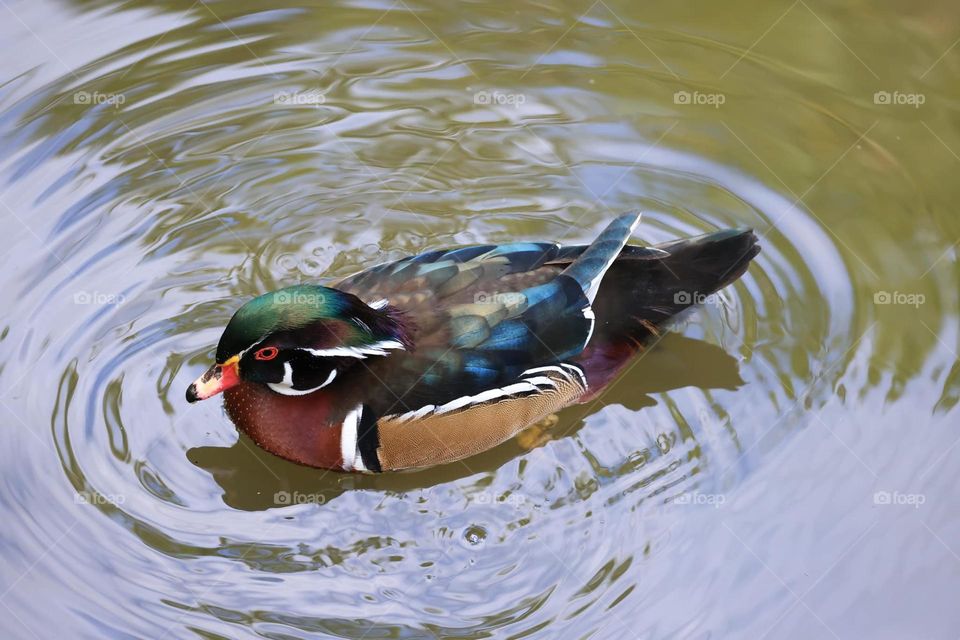 Beautiful and cute bird