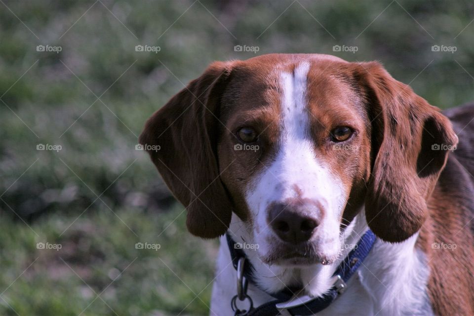 Close-up of domestic dog