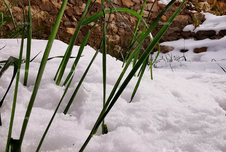 Grass green and Snow