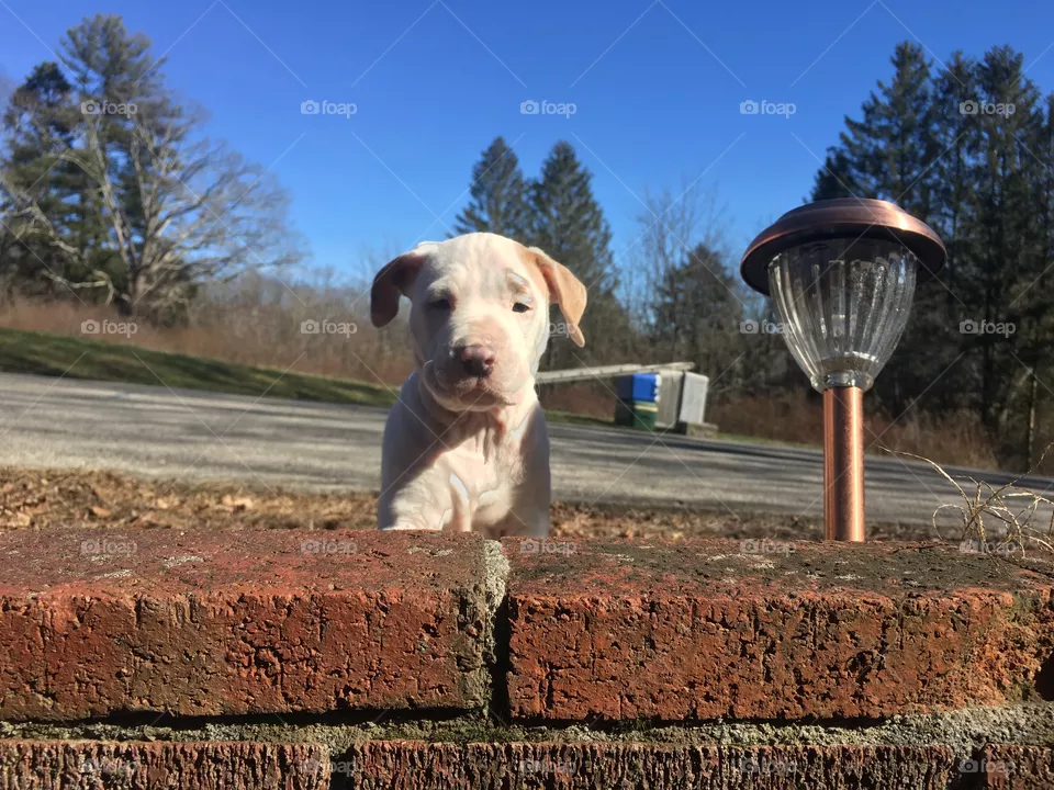 Cute dog