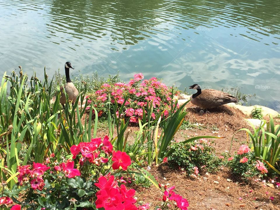 Canada goose pair with spring eggs in the nest