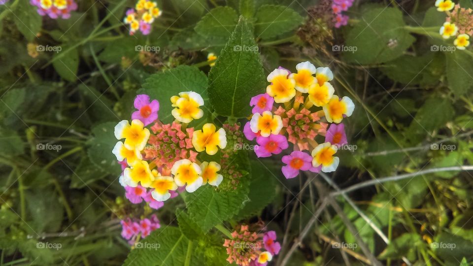 Lantana camara