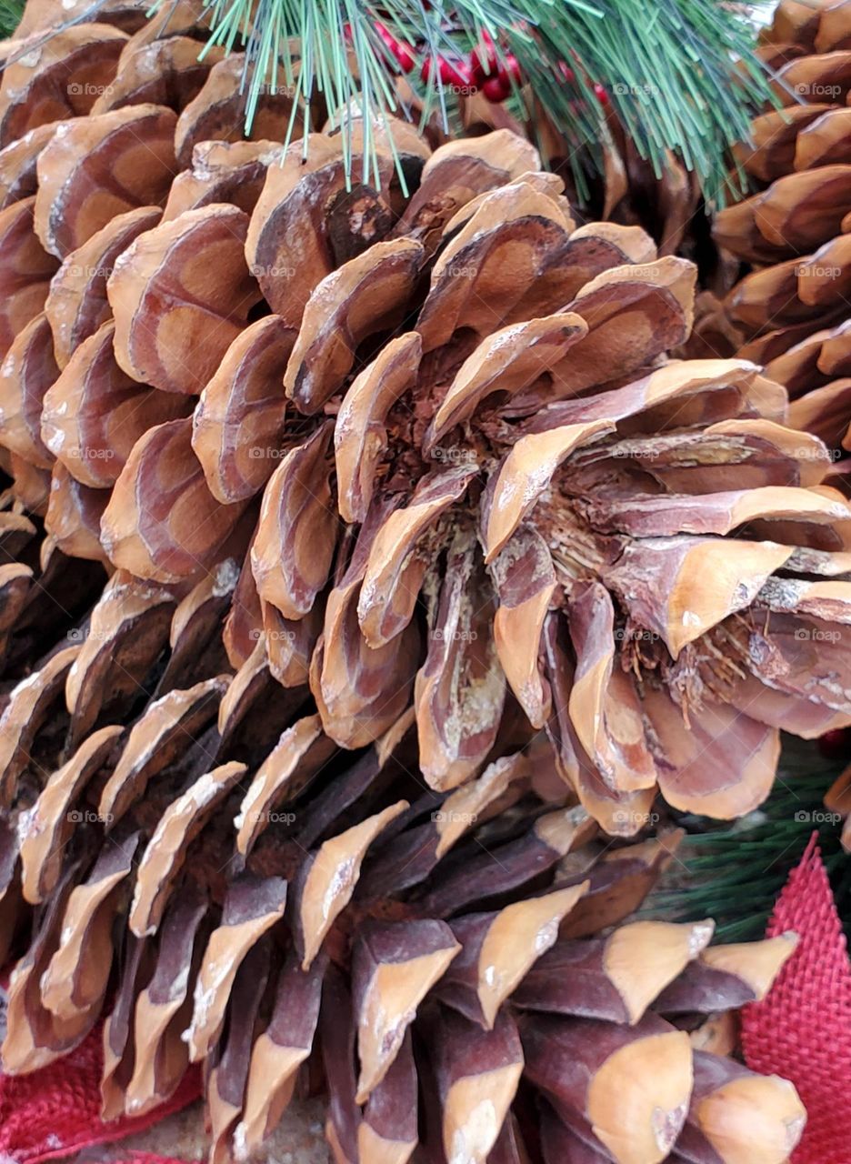 Beauty of Pine Cones
