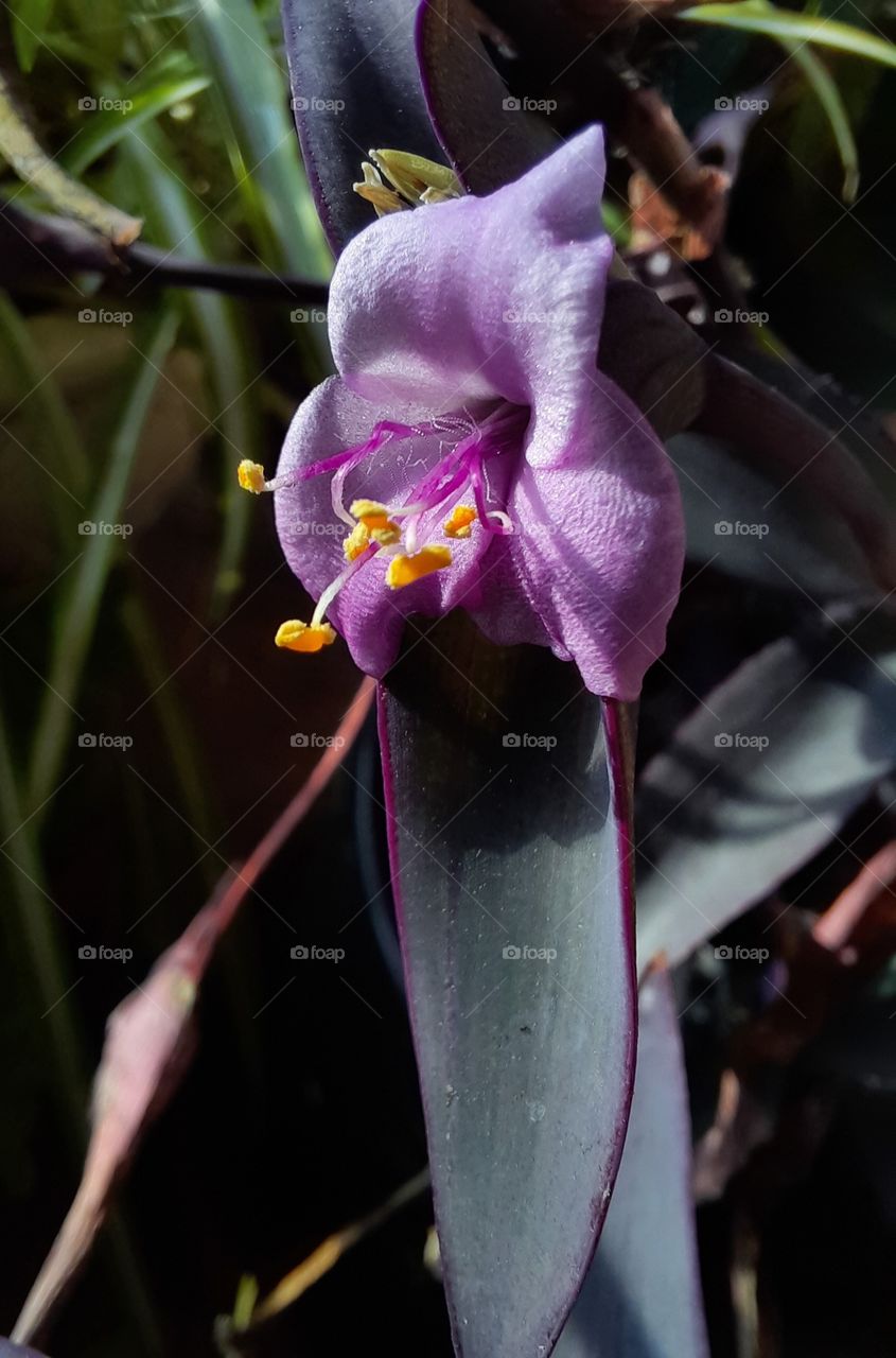 purple flower of Trandescantia in sunshine