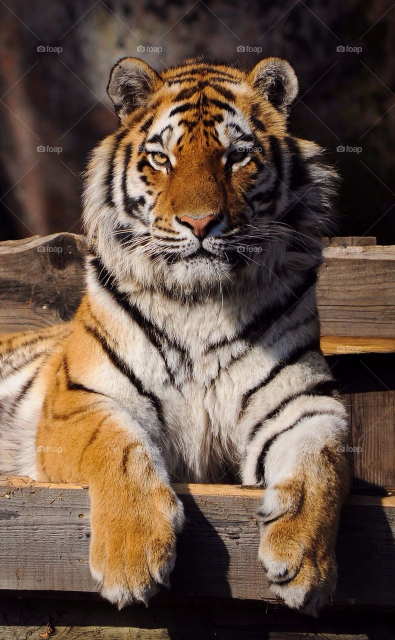 Close-up of tiger looking at camera