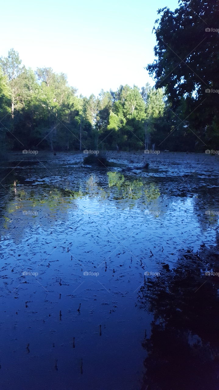 Pond in the Evening
