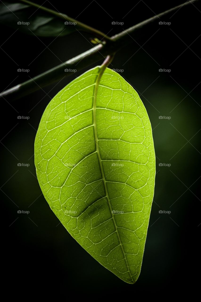 Leaf Closeup, Tamuning, Guam 