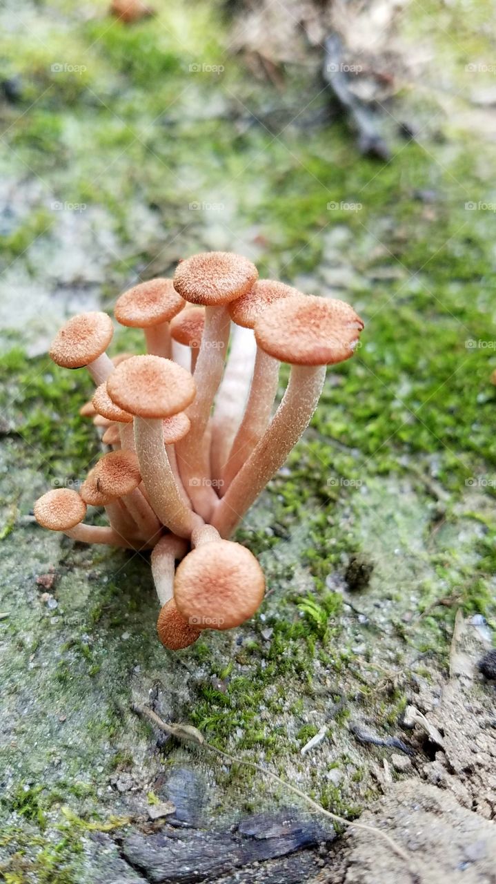 #2 photo of mushroom/fungus growth. again, just thought it looked so neat!!