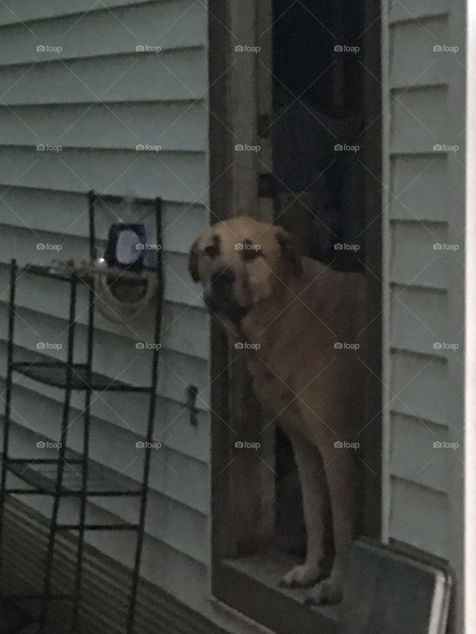 Hello someone out there? Come any closer and I’ll tear your leg off! Woof... my bull mastiff 