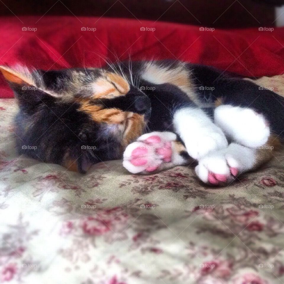 Napping kitty