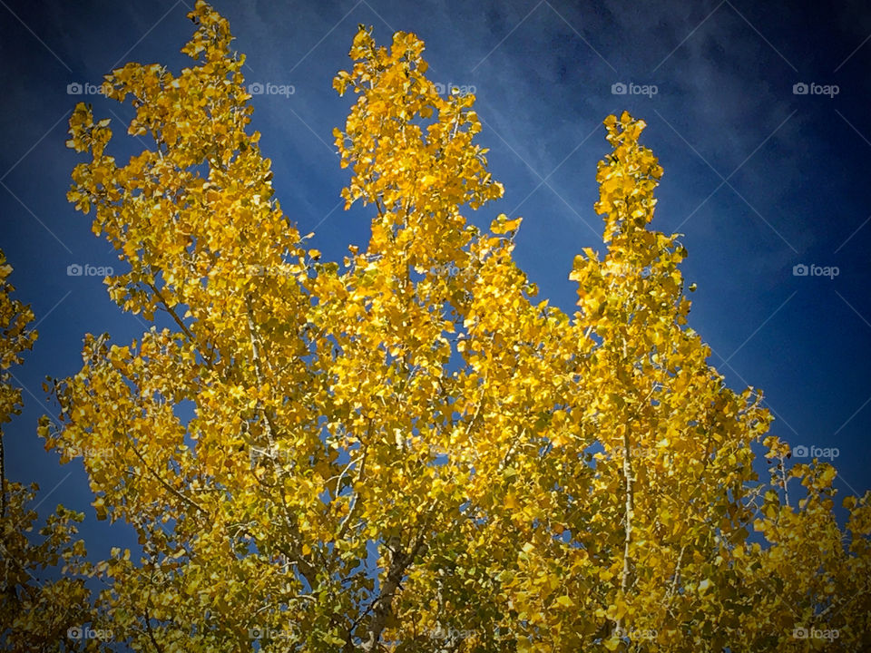 Fall Tree Against Blue Sky