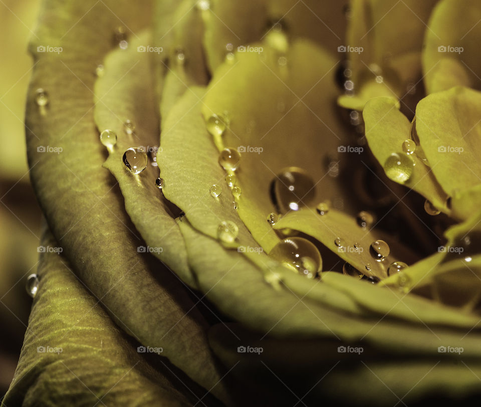 Fresh yellow rose with water drops macro