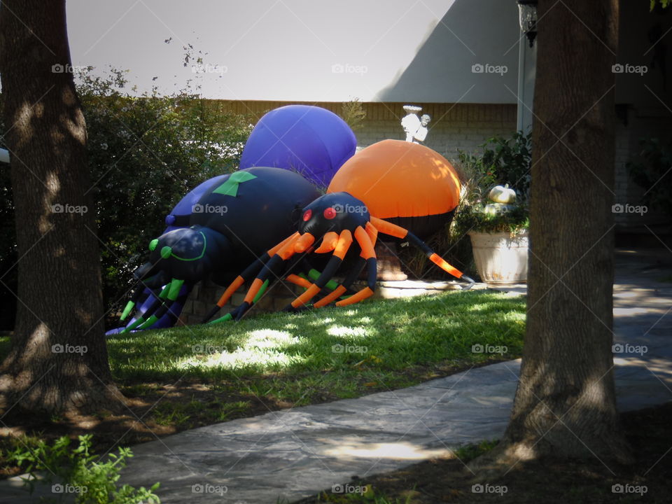 Charlotte's cousins. This is a picture of some big spiders. 👣 🚶 🏃 🔥 💨
