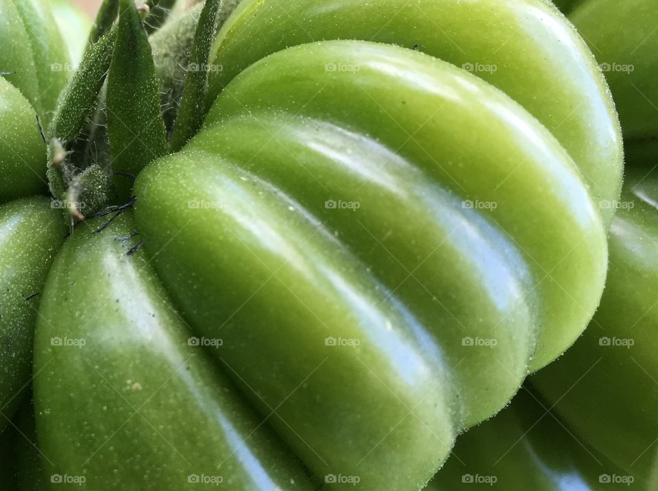 Green tomato on the vine