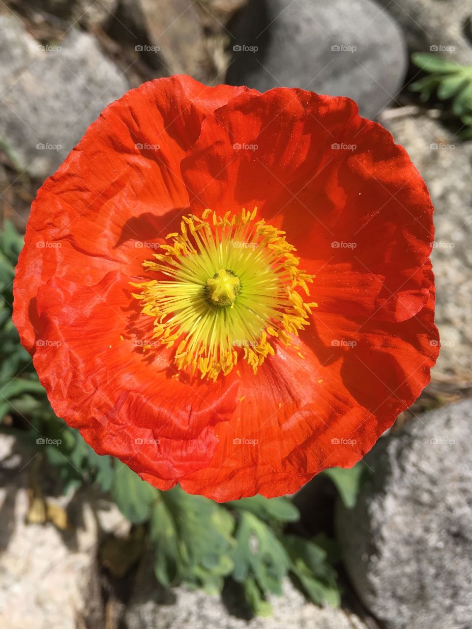 High angle view of orange poppy