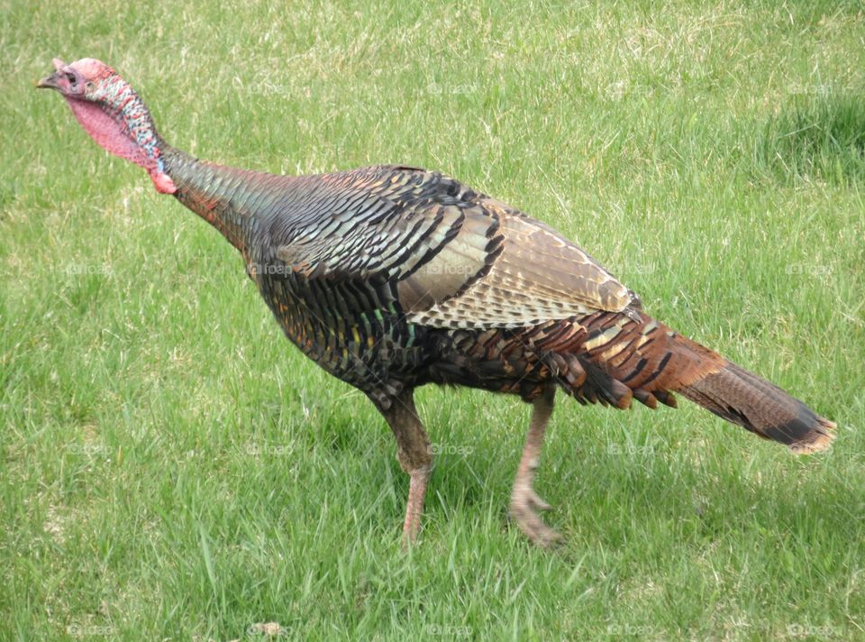Wild turkey