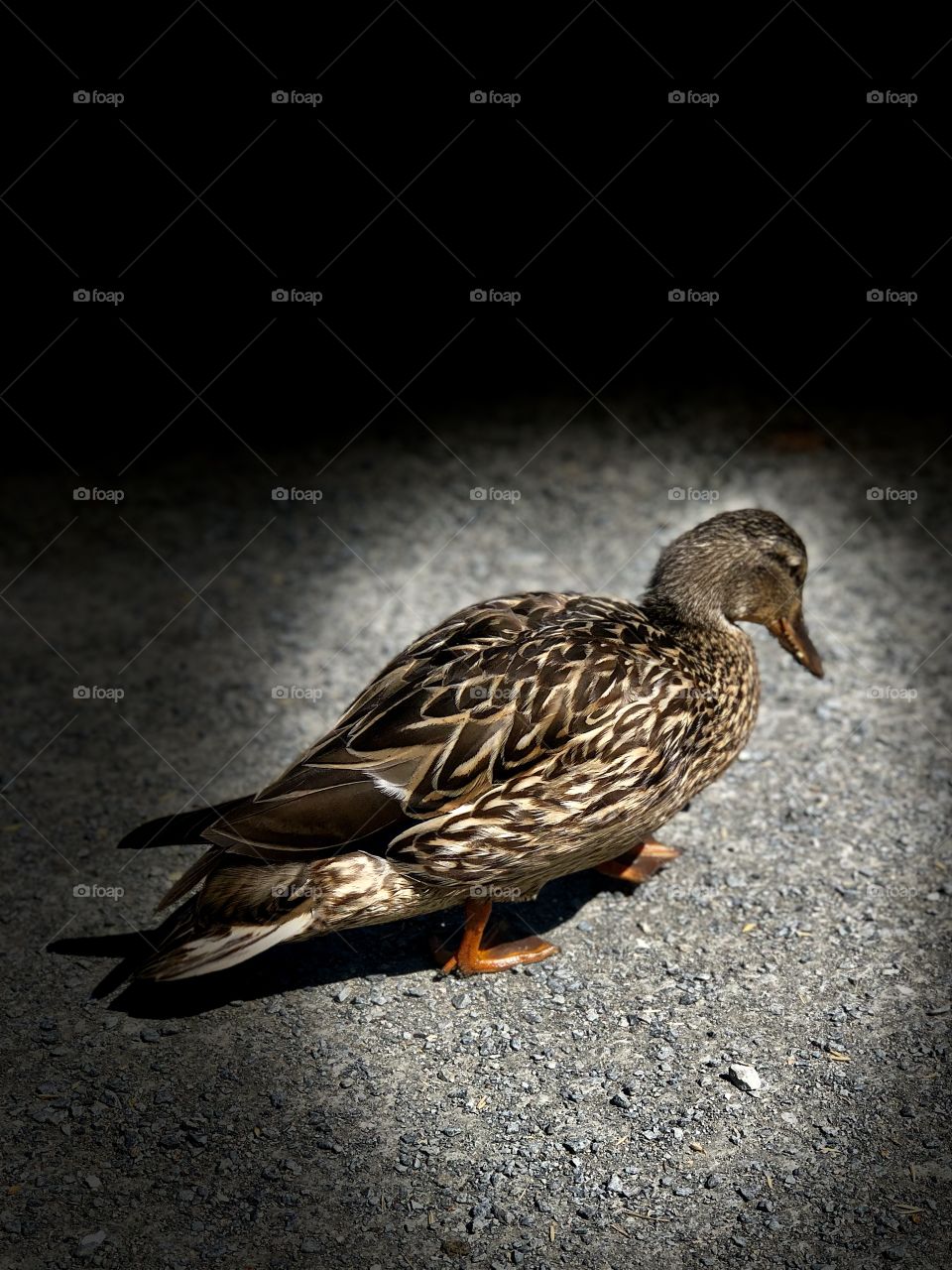 Meditation Mallard Duck On A Stroll 