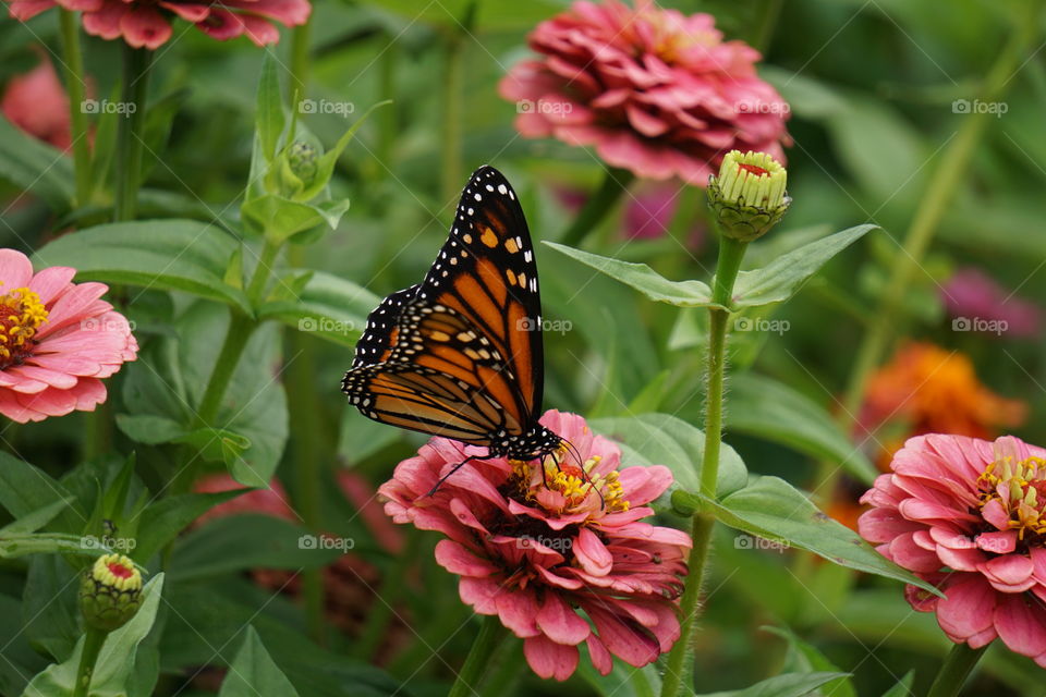 A monarch butterfly. 