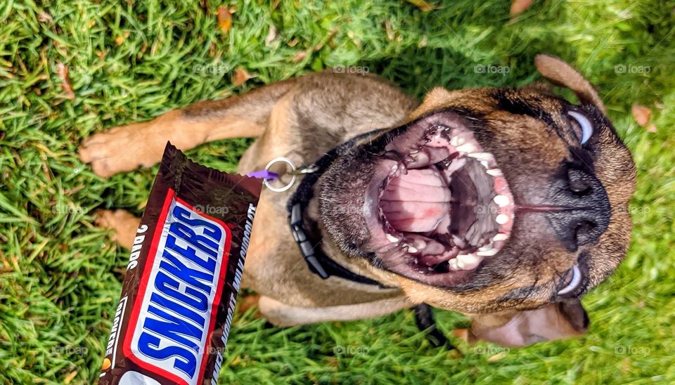 Snack Attack with Snickers