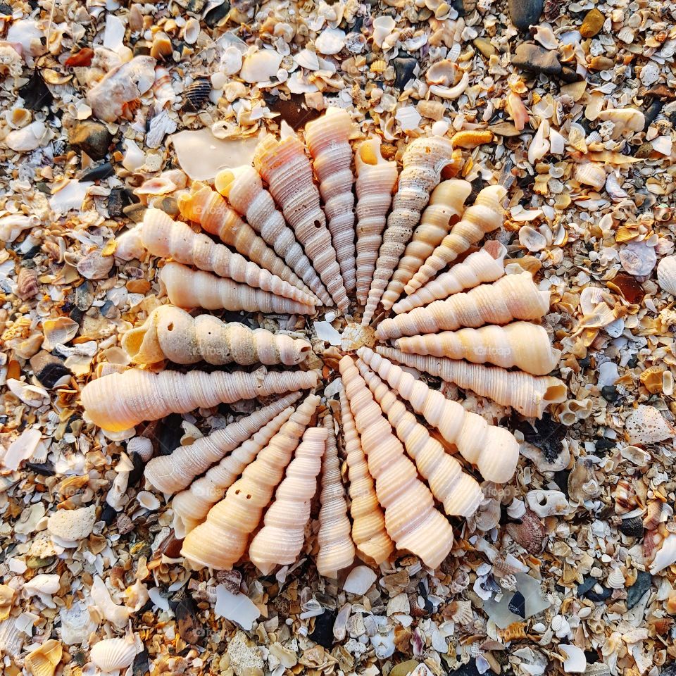 Seashells on beach