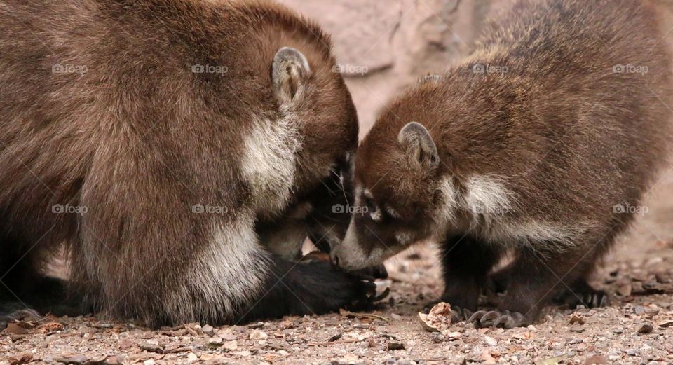 Mother Coati Cracking Pecan for Baby