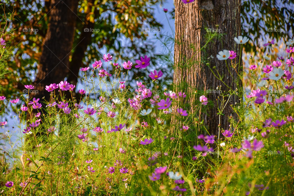 Beautiful blooming of cosmos flower indicating the Autumn season