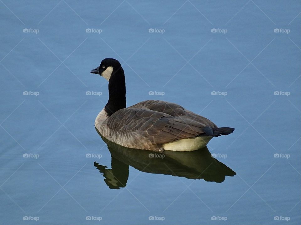 Reflection of a Goose