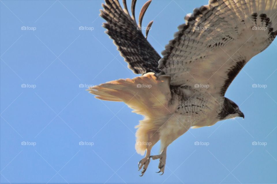 Red-tailed Hawk in Flight