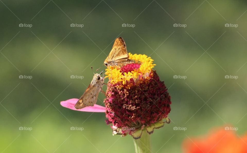 Tiny butterflies meet