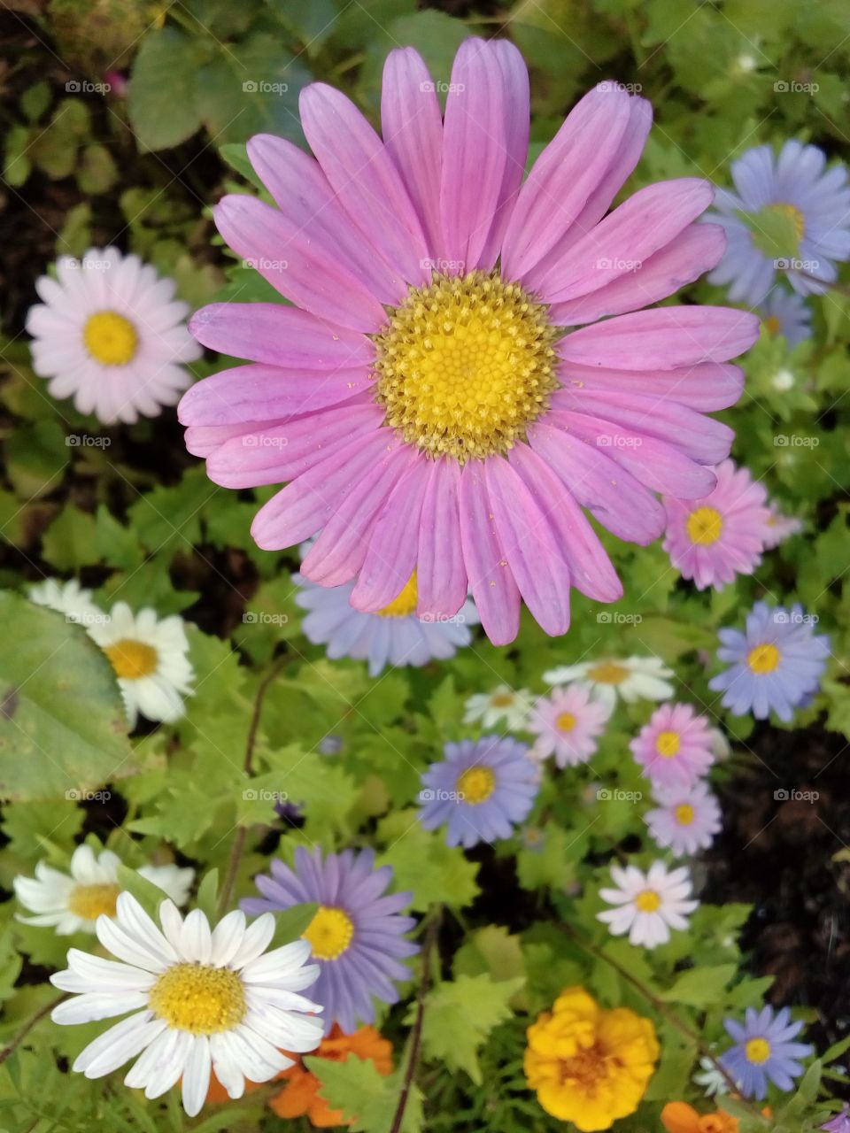 colorful flowers in the garden