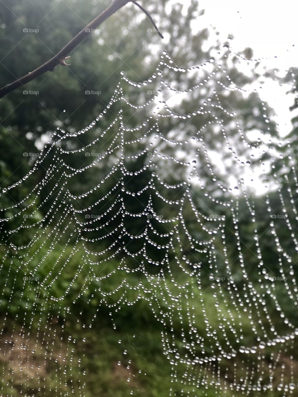 Spider web on a rainy day