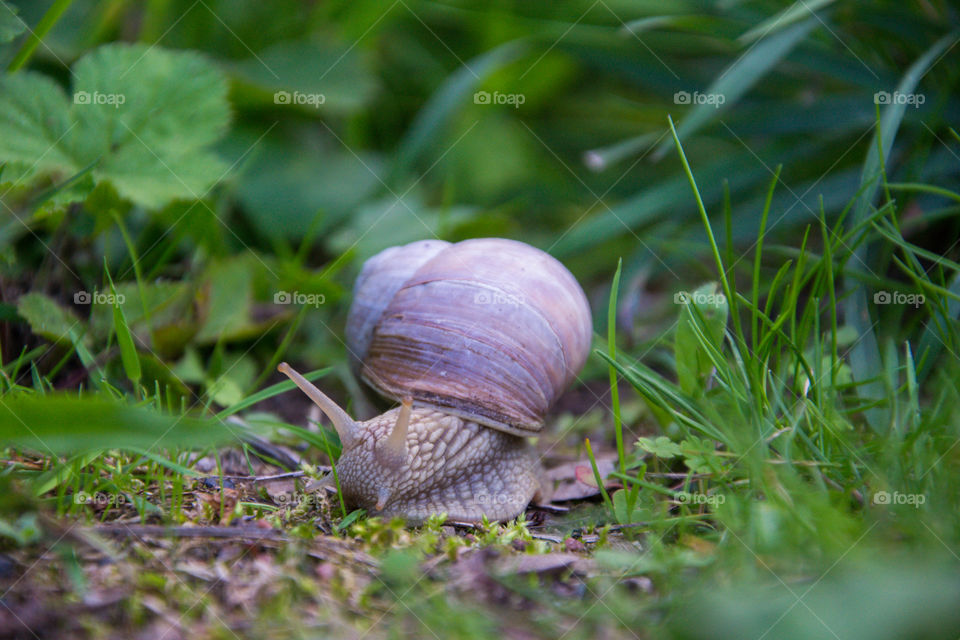 High angle view of snail in forest