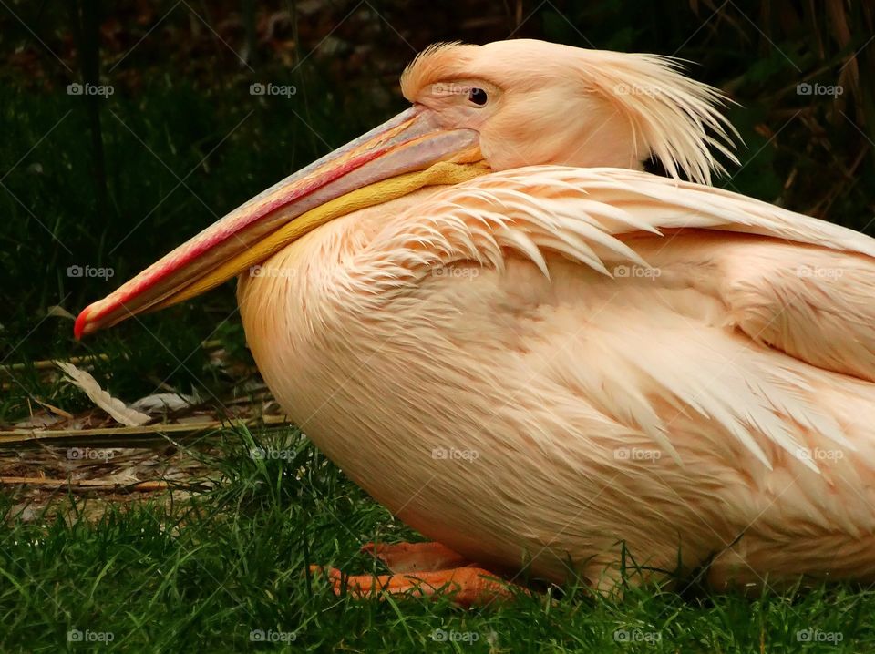 Pelican