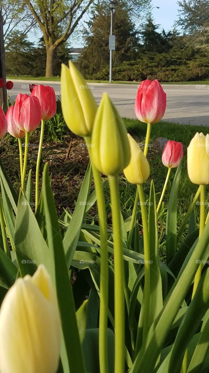 Tulips