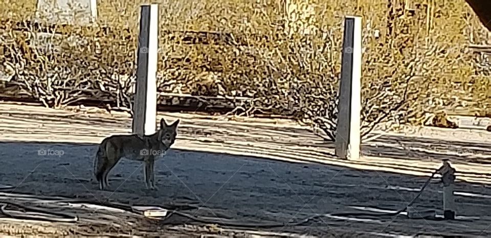 coyote