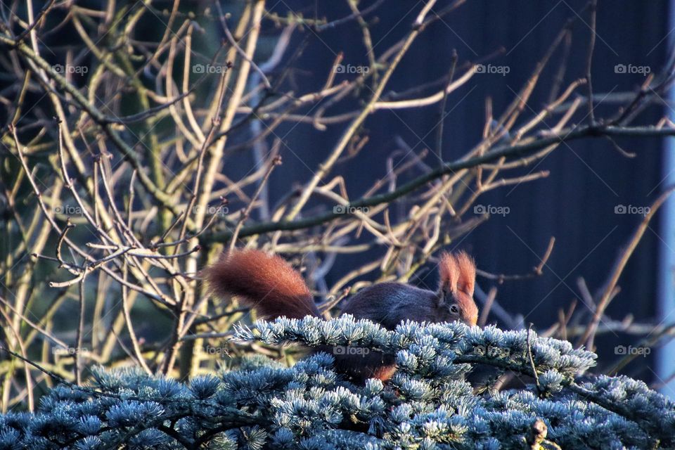 A red squirrel jumps over frozen pine branches in winter