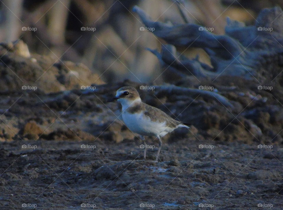 Kentish plover. Single bird at the ground of field. Bird category of shorebird as a habitat of its. Good camufladged with the surround of its habitat.