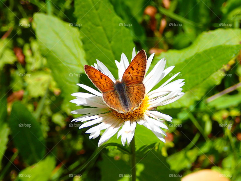 Summer butterfly on a wildflower